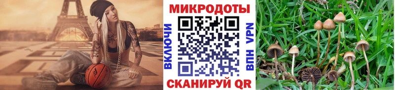Купить где  Заинск  Галлюциногенные грибы Psilocybine cubensis 